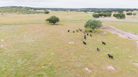 Luftaufnahmen-Einer-Bullenherde,-Die-Auf-Dem-Feld-Läuft