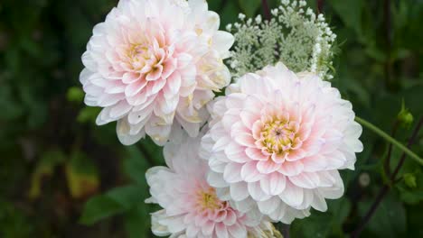 pale white and pink dahlia flowers bloom in garden, floral background