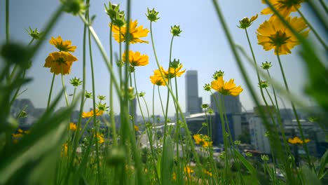 Tracking-Through-Daisies-Outside-Seoul