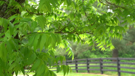 Close-up-of-leaves-on-a-tree-panning-to-a-wooden-fence-signaling-private-property-on-the-farm-on-a-sunny-afternoon