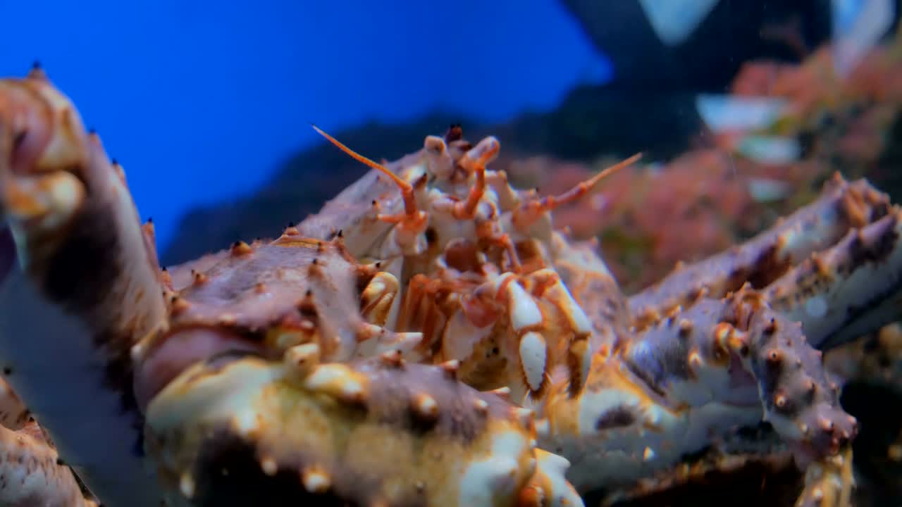 거대한 일본 거미 크래브의 머리의 근접 촬영