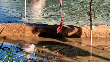 Flamingobeine-Im-Schlammigen-Wasser-Werfen-Schatten-Im-Sonnenlicht