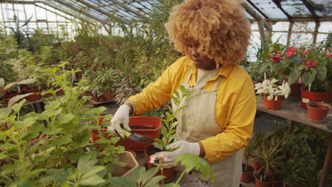 female worker potting plant in flower greenhouse