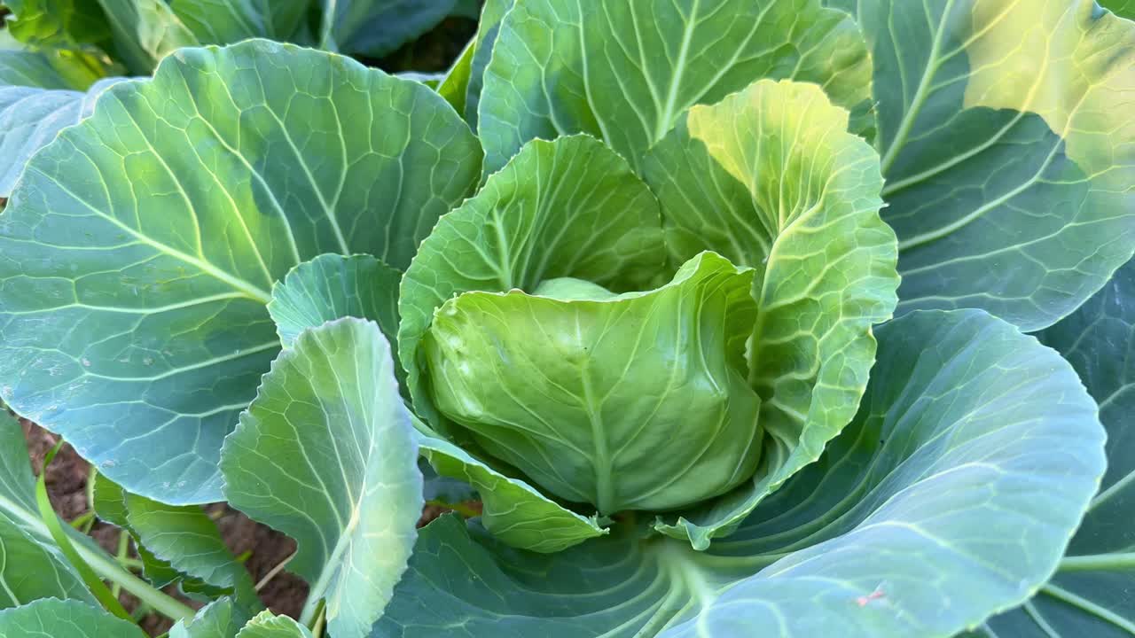 Cabbage grows in an agricultural field. Close-up of a young green cabbage. Cultivation of cabbage