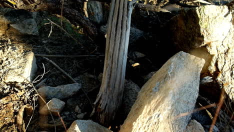 Broken-twigs-and-branches-lying-on-the-desert-soil-of-Arizona-wilderness-bright-in-the-day