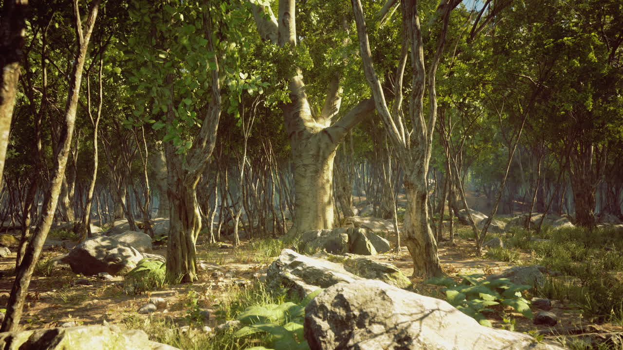 Sunlit forest grove with ancient trees and lush undergrowth shining brightly