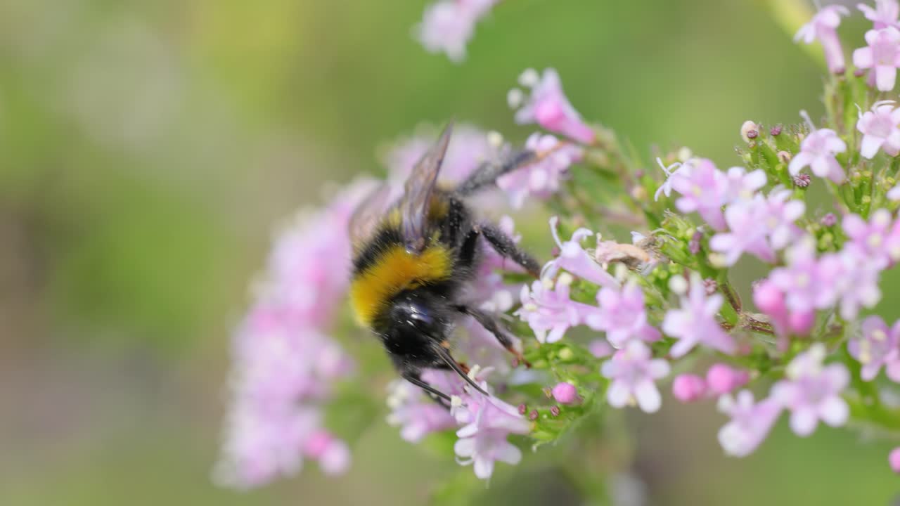 Bumblebee on a Pink Flower