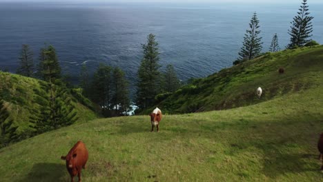 Herd-of-cattle-spread-across-green-landscape-next-to-coastline