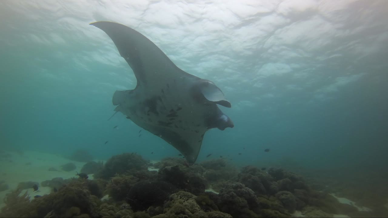 tiburón mordido mantarraya
