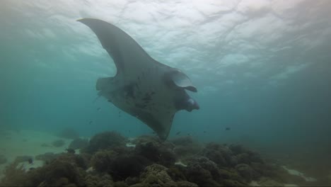 shark bitten manta ray