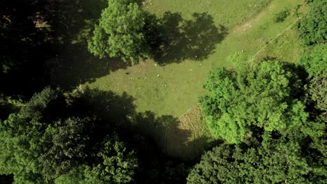 top down view of fields and trees during a harsh summer midday