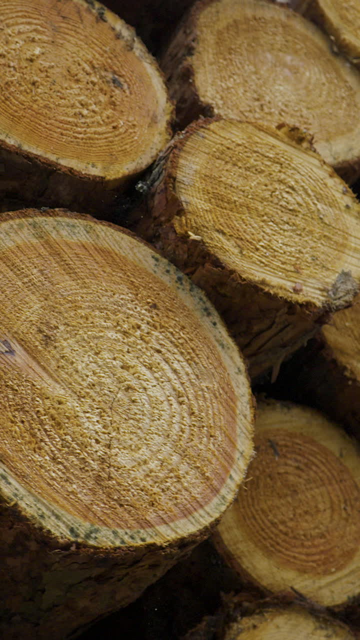 Una toma vertical en primer plano de troncos de pino recién cortados apilados en un bosque, mostrando vetas de madera detalladas y la textura de la corteza. Ideal para contenido de silvicultura y la industria maderera.