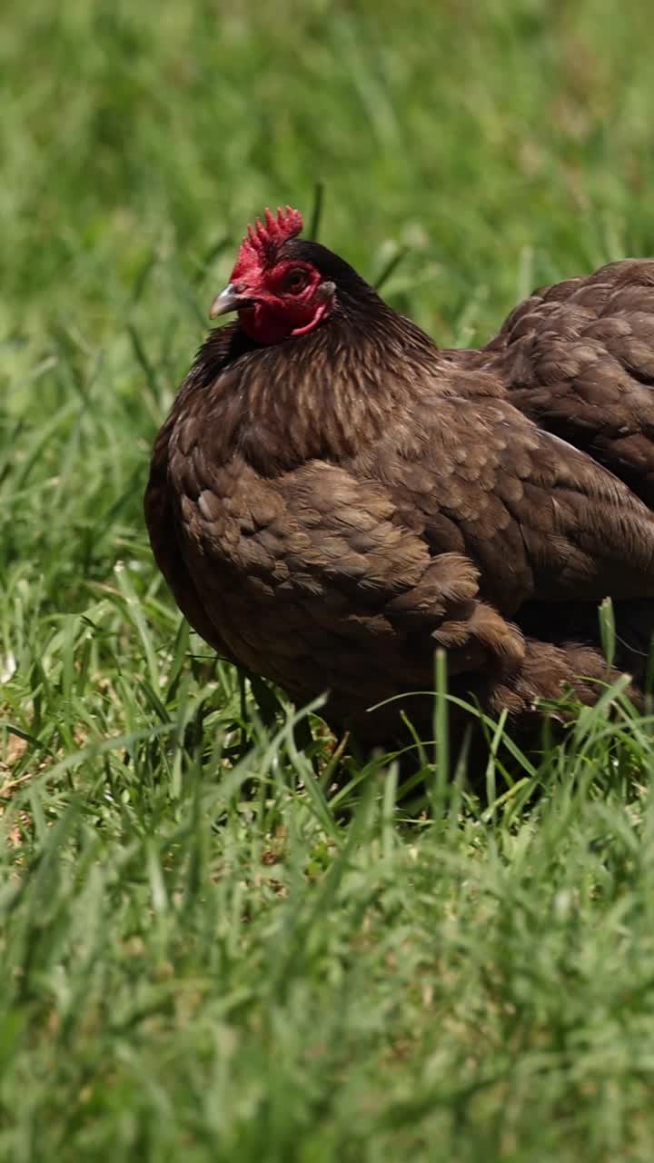 una gallina se mueve y pica alrededor de una zona de hierba.