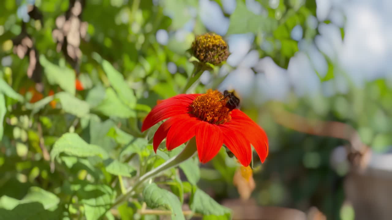 Bee means business with this flower