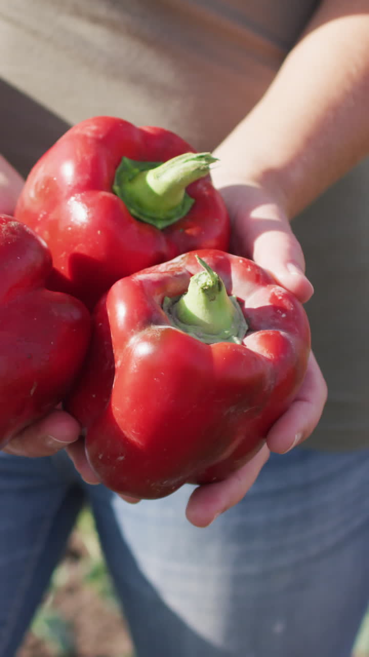 고추 를 들고 있는 백인 여자 의 손 의 비디오