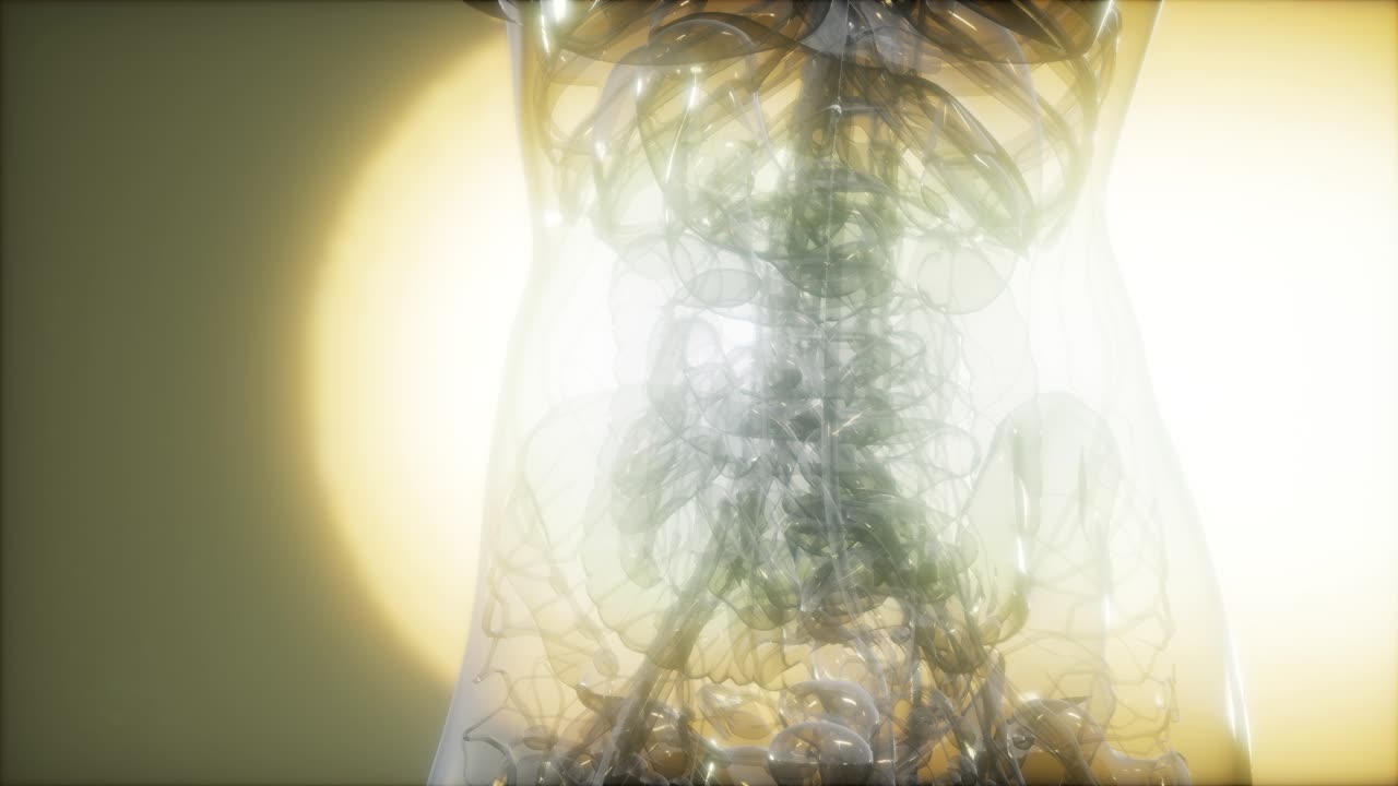 imagen de rayos x del cuerpo humano