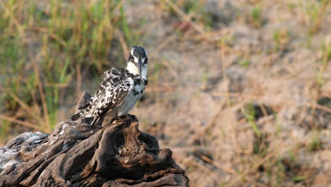 pied kingfisher bird on dead wood preening in southern africa