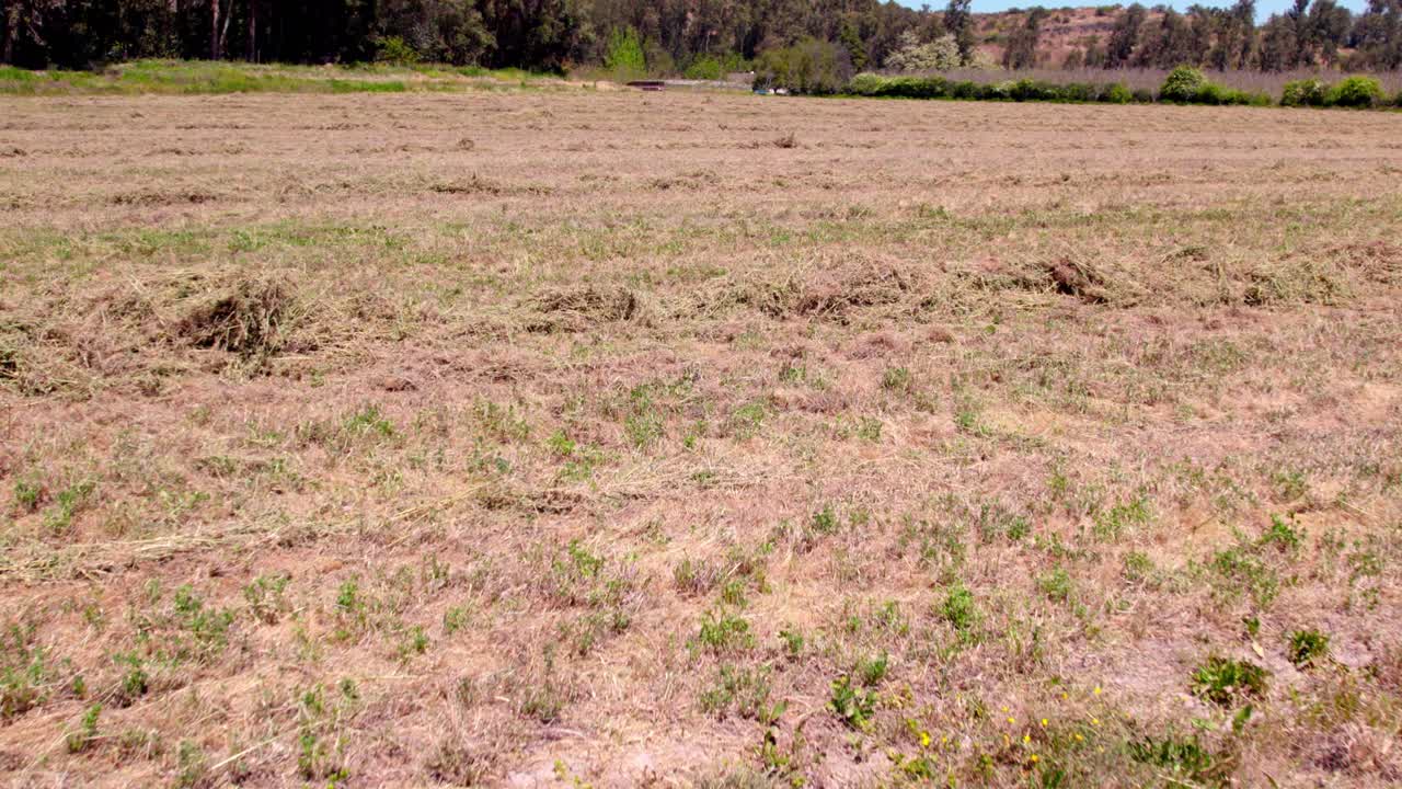 화창한 날 마른 짚으로 가득 찬 들판을 바라보는 공중 인형, 지구 온난화는 농작물을 데우는 것