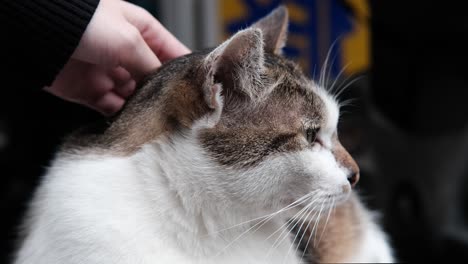 gato persona mano acariciando gato calico en resolución 4k