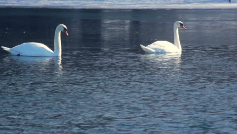 Cisnes-Blancos-Nadando-En-Un-Lago-Congelado.-Pájaros-En-Agua-Azul-Cerca-Del-Hielo