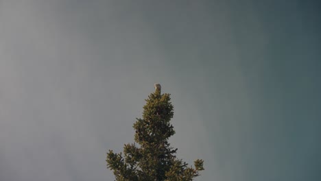 wild bird perching on treetop against gloomy sky