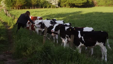 a group of young cows beeing fed by a girl