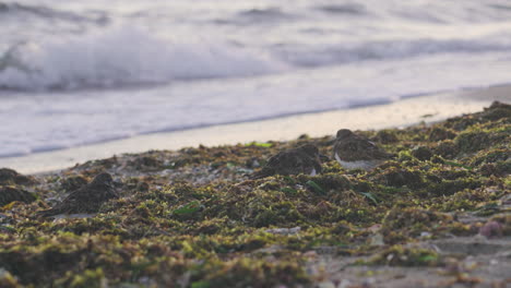 Sandpipers-on-the-beach-near-the-sea