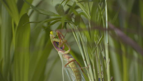 praying mantis perching on green foliage while grooming itself