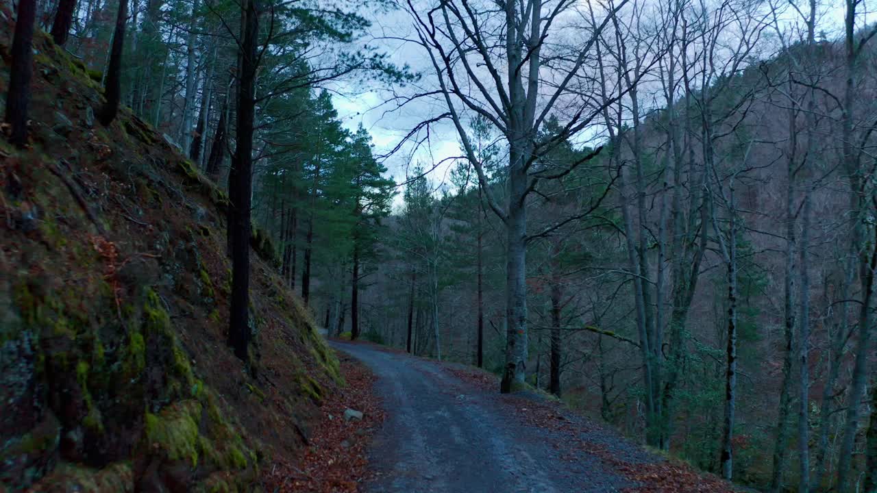 un sentiero nella foresta la sera