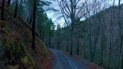 am abend auf dem waldweg