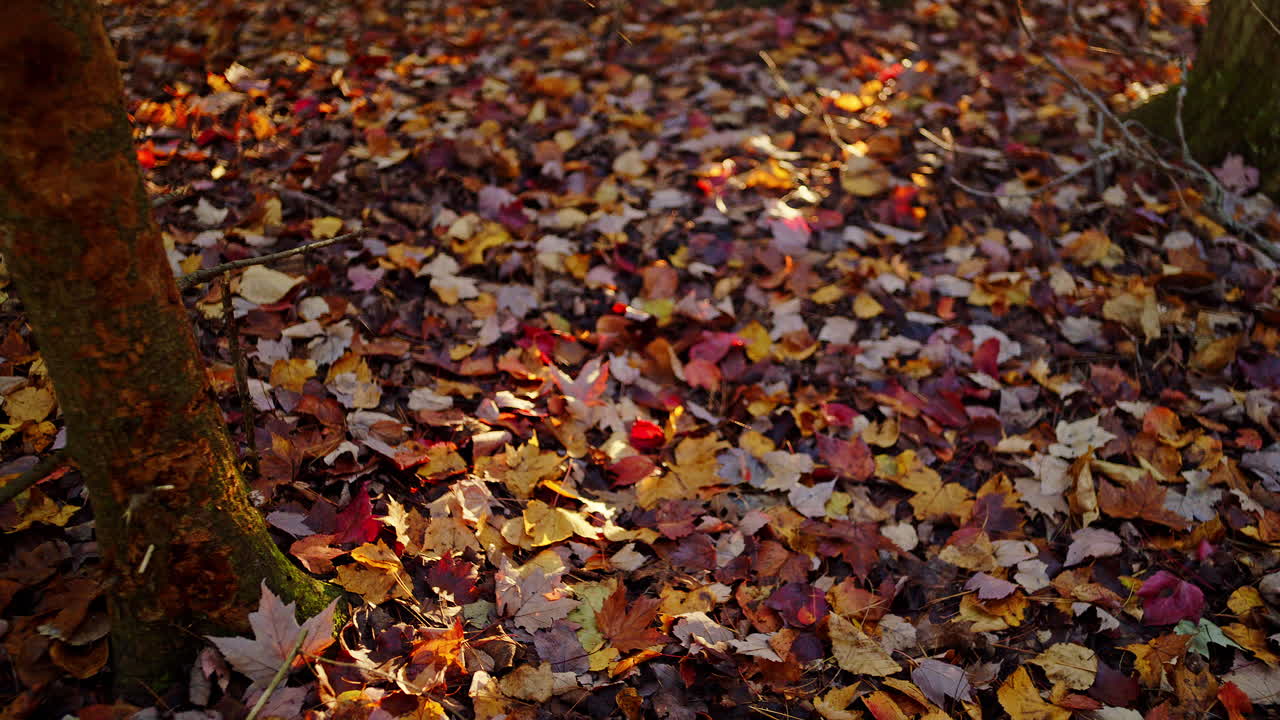 Herbstlaub auf dem Waldboden im Morgengrauen