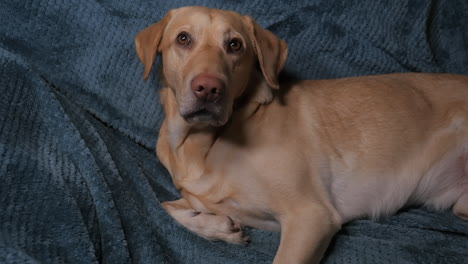 Hund,-Der-Mit-Dem-Geschenk-Des-Besitzers-überrascht-Ist---Mittlerer-Schuss