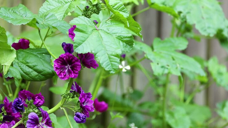 Close-up of blooming Malva sylvestris flowers