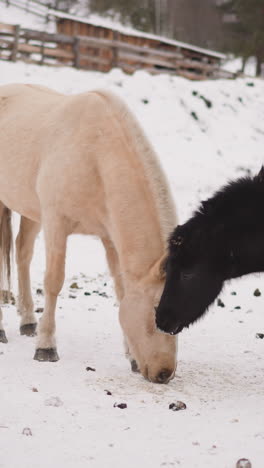 purebred horses graze on snowy hill slope in highland near rural stable. domestic animals with fluffy manes look for food in gorny altai region on winter day