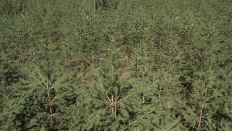 bosque denso de pinos