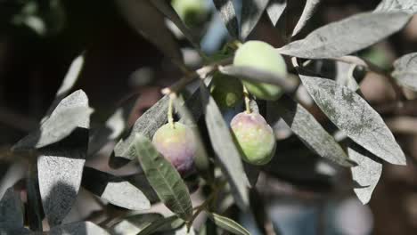aceitunas en una rama
