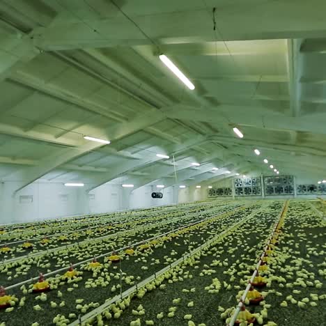 Big poultry farm