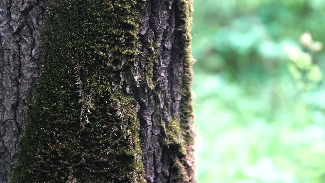 森の苔生した木の幹の接写