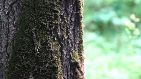 close-up of mossy tree trunk in a forest