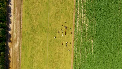 Vista-Aérea-De-Vacas-Pastando-En-Pastos