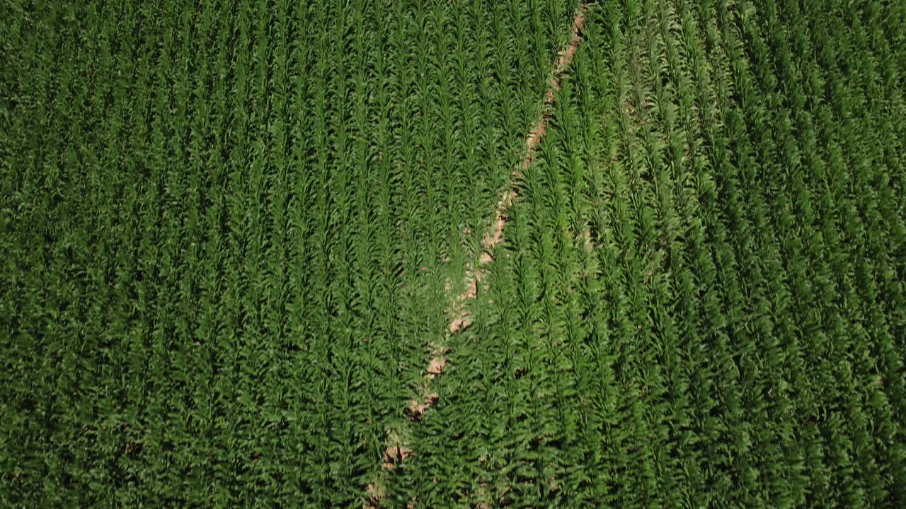 vuelo aéreo de arriba hacia abajo sobre un campo de maíz verde con granos en crecimiento durante el día soleado en portugal