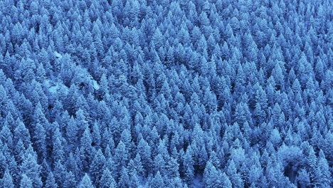 Colorado-Christmas-shaded-cool-blue-Rocky-Mountains-dense-below-freezing-frosted-first-snow-pine-tree-forest-Evergreen-Morrison-Denver-Mount-Blue-Sky-Evans-cinematic-aerial-drone-right-motion