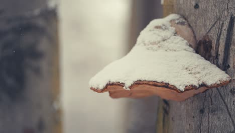 first snow falling in the forest