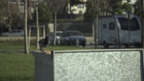 crow-looking-for-food,-resting,-slowmo-4k-uhd