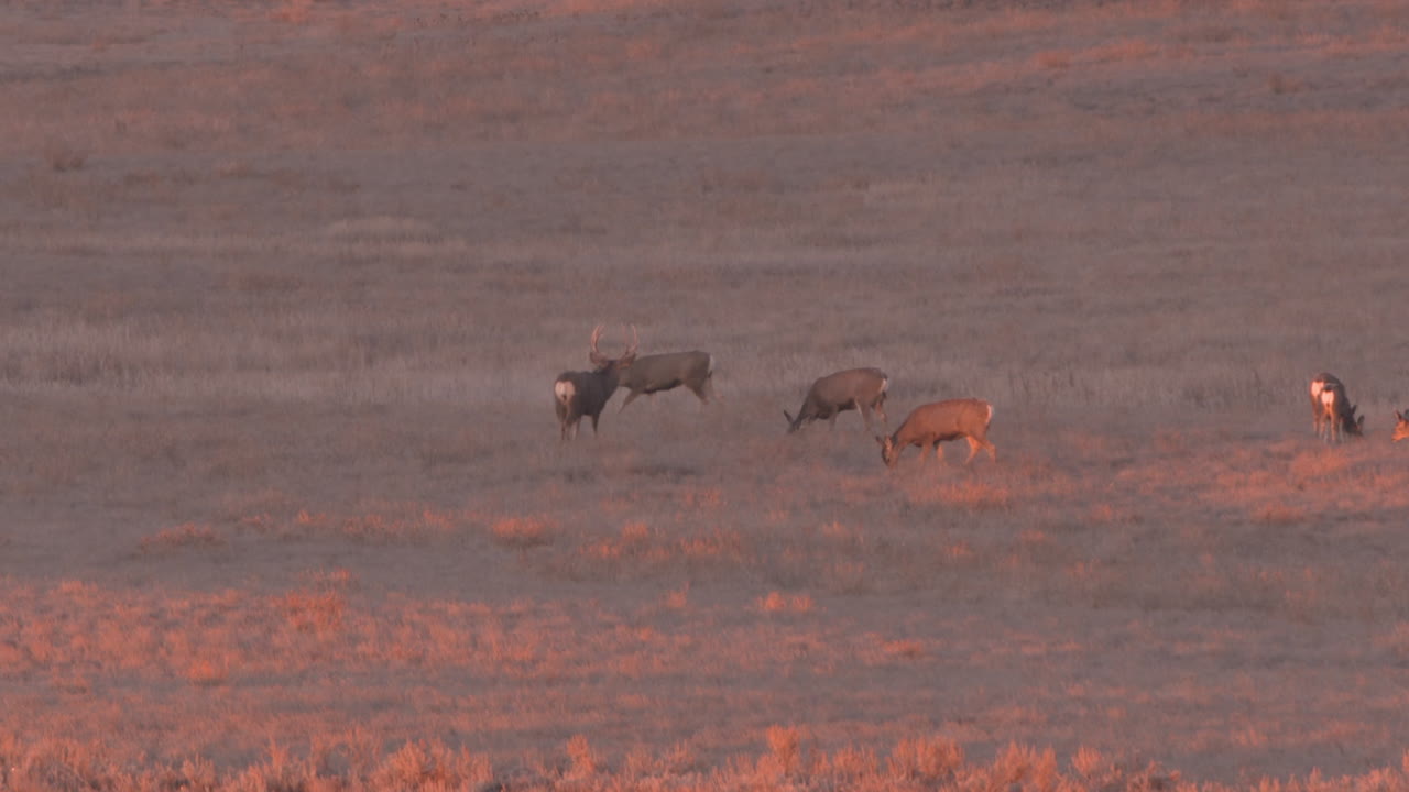 venado bura en el oeste de estados unidos