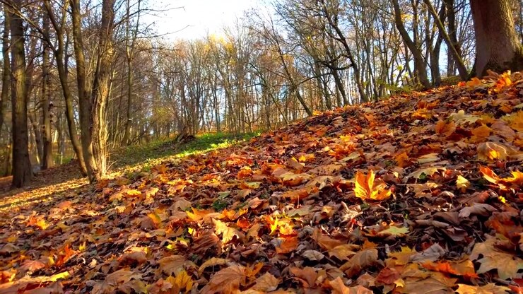 Gevallen herfstbladeren in het park