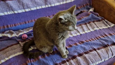 russian blue cat sitting on bed, cute kitty meow, adopted cat enjoys in new home, static