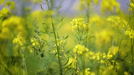 Senfblüten.-Senf-–-Mystische-Blume-Des-Glücks-Und-Der-Gesundheit.