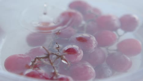 close-up of red grapes in water