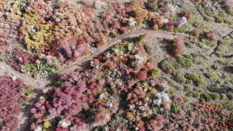 aerial top down shot of colorful trees and bush in national park during summer - patagonia,argentina,chile